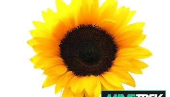 Elaine Bennett (Counselling and Coaching Services) - Barrie