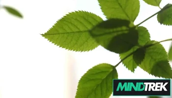 Life Restoration Counselling Group (lrcg) - Whitby