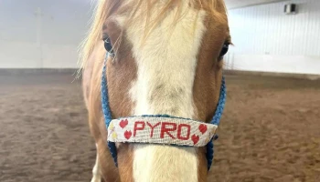 Maple Creek Veterinary Services Pc Ltd. - Maple Creek