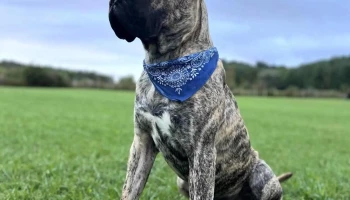 Paisley Veterinary Services - Paisley