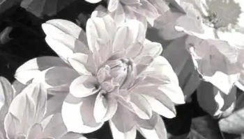 Reflections Counselling and Psychotherapy Services - Whitby