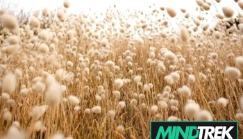 Wellness Psychology - Calgary