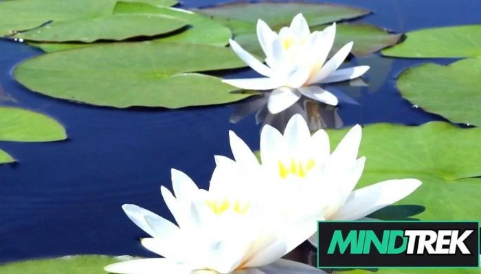 Collingwood Psychotherapy And Yoga Centre -  By Owner - Collingwood