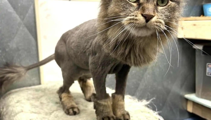 Englehart Animal Hospital -  Cat - Englehart