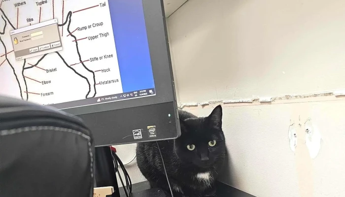 Englehart Animal Hospital - Englehart
