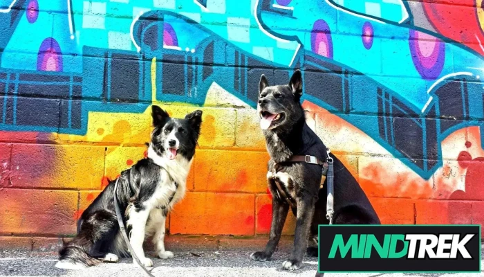 I Love Your Dog - Positive Reinforcement Dog Training - Haliburton - West Guilford