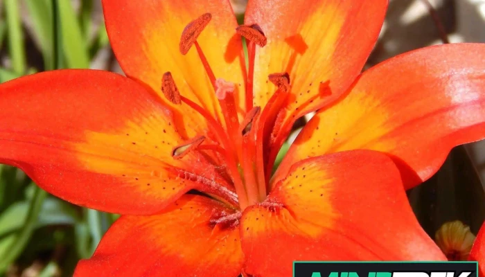 Jp Massage Therapy - Martensville