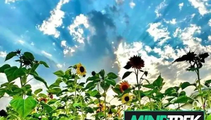 Oasis Mental Health - Canada