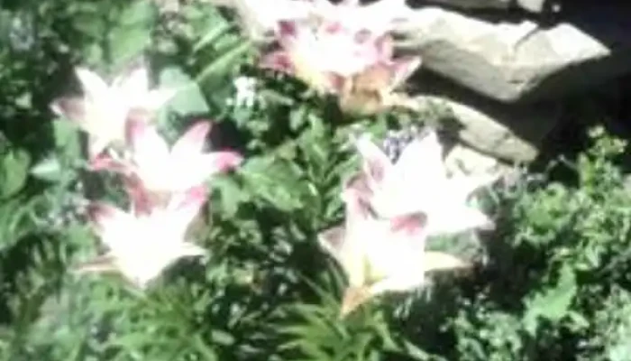 Sunlight Psychotherapy -  By Owner - Alliston